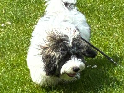 Lovely Friendly male puppy for sale (Bichon x Maltese x Shih Tzu) in Cork