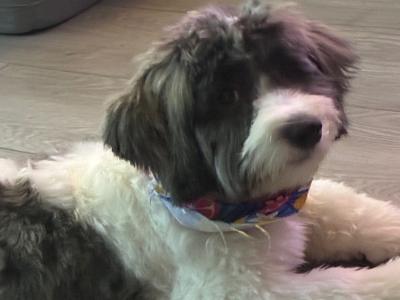 Lovely Friendly male puppy for sale (Bichon x Maltese x Shih Tzu) in Cork