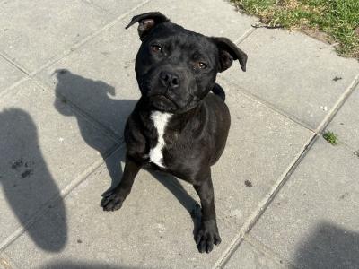 IKC Registered 9 month old female Staffordshire Bull Terrier puppy in Wicklow