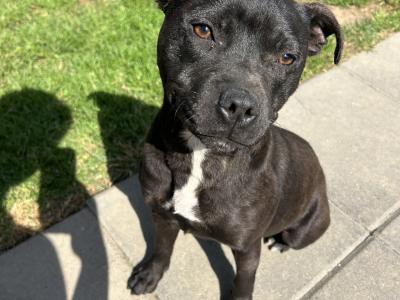 IKC Registered 9 month old female Staffordshire Bull Terrier puppy in Wicklow