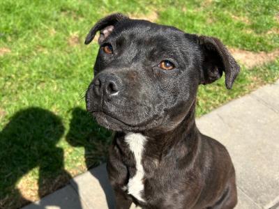 IKC Registered 9 month old female Staffordshire Bull Terrier puppy in Wicklow