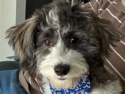 Lovely Friendly male puppy for sale (Bichon x Maltese x Shih Tzu) in Cork