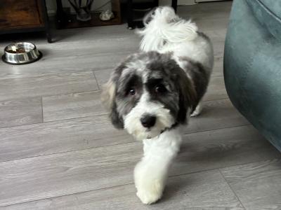 Lovely Friendly male puppy for sale (Bichon x Maltese x Shih Tzu) in Cork