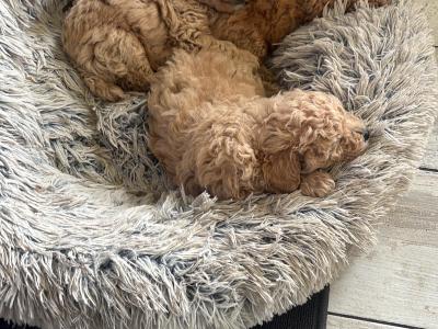 IKC Registered (pending) Toy Poodle puppies in Clare