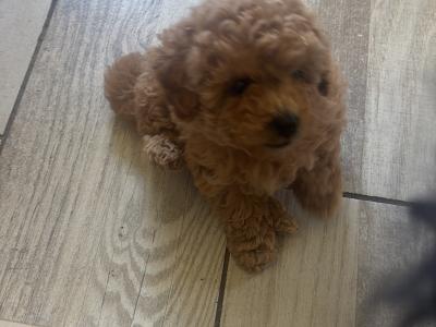 IKC Registered (pending) Toy Poodle puppies in Clare