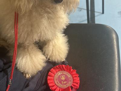 IKC Registered (pending) Toy Poodle puppies in Clare