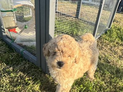 IKC Registered (pending) Toy Poodle puppies in Clare