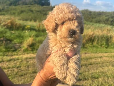 IKC Registered (pending) Toy Poodle puppies in Clare