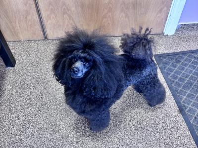 IKC Registered (pending) Toy Poodle puppies in Clare
