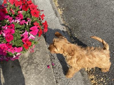 Red Cockapoo puppies for sale in Sligo