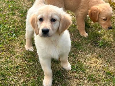 IKC Registered Golden Retriever puppies in Kildare