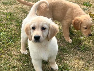 IKC Registered Golden Retriever puppies in Kildare