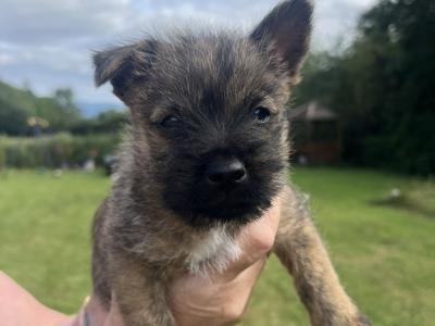 IKC Registered Cairn terrier puppies in Tipperary