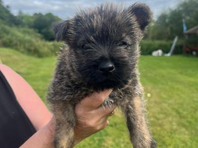 IKC Registered (pending) Cairn Terrier puppies in Tipperary