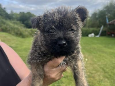IKC Registered Cairn terrier puppies in Tipperary