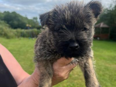 IKC Registered Cairn Terrier puppies in Tipperary - 1 male left