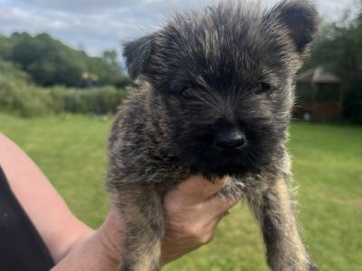 IKC Registered Cairn terrier puppies in Tipperary