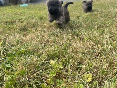 IKC Registered Cairn terrier puppies in Tipperary