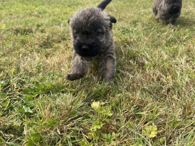 IKC Registered Cairn terrier puppies in Tipperary