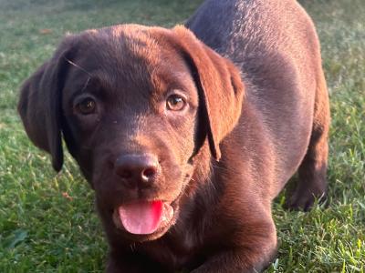 IKC Registered Chocolate Labrador puppies in Wexford