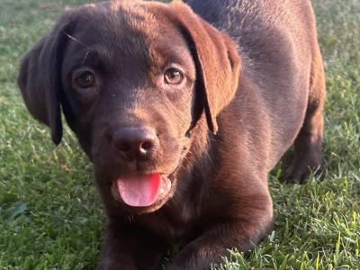 IKC Registered (Pending) Chocolate Labrador puppies