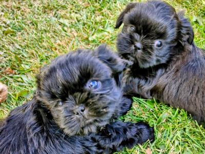 Imperial Shih Tzu puppies in Clare