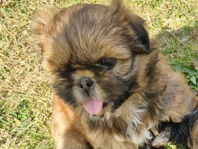 Imperial Shih Tzu puppies in Clare