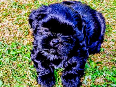 Imperial Shih Tzu puppies in Clare