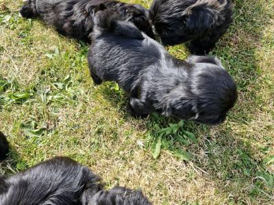 Imperial Shih Tzu puppies in Clare