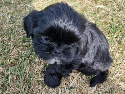 Imperial Shih Tzu puppies in Clare