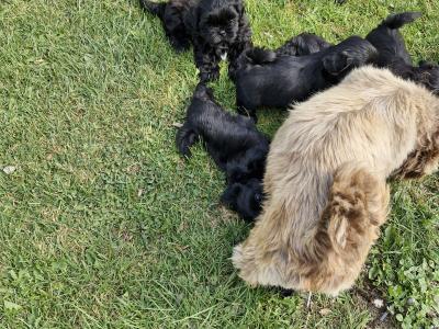 Imperial Shih Tzu puppies in Clare