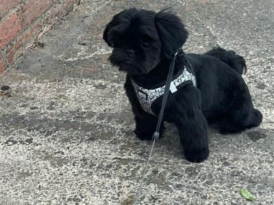 Imperial Shih Tzu puppies in Clare