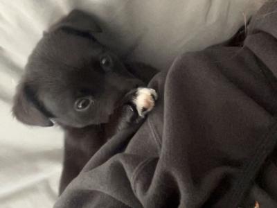 Labador X terrier puppy for sale