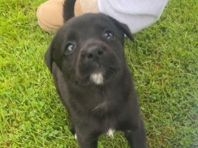 Labador X terrier puppy for sale
