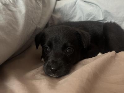 Labador X terrier puppy for sale