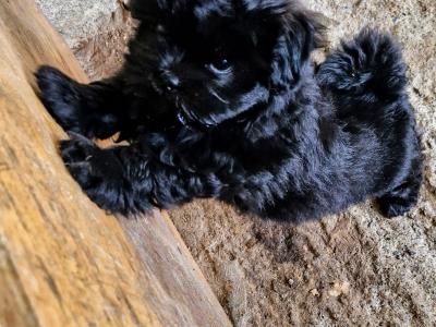 Imperial Shih Tzu puppies in Clare