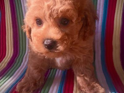 Beautiful Toy Cavapoo puppies in Wexford