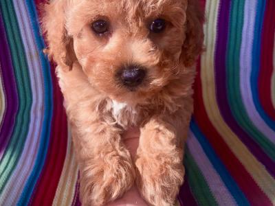 Beautiful Toy Cavapoo puppies in Wexford