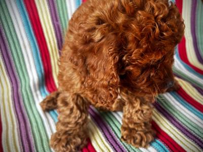 Beautiful Toy Cavapoo puppies in Wexford