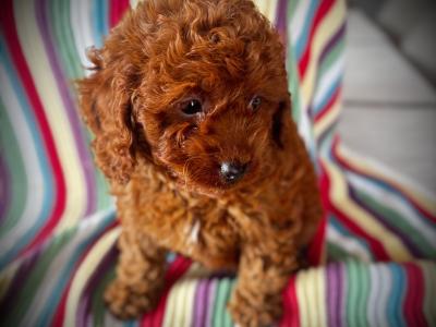 Beautiful Toy Cavapoo puppies in Wexford