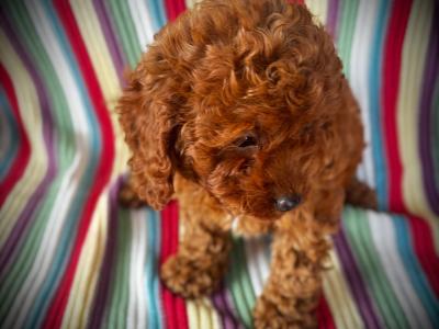 Beautiful Toy Cavapoo puppies in Wexford