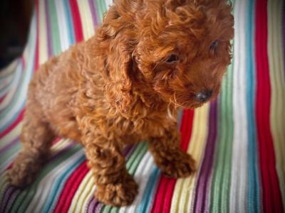 Beautiful Toy Cavapoo puppies in Wexford
