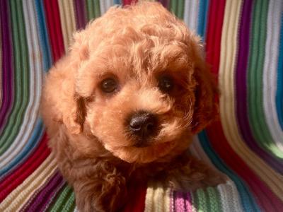 Beautiful Toy Cavapoo puppies in Wexford