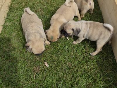 4 3/4 Bred Jug puppies for sale in Cork