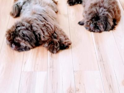 Imperial Shih Tzu puppies in Clare