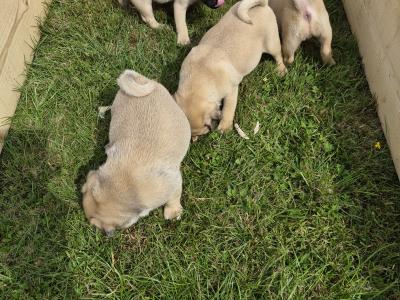 4 3/4 Bred Jug puppies for sale in Cork