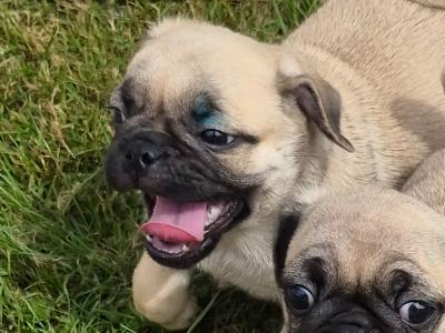 4 3/4 Bred Jug puppies for sale in Cork