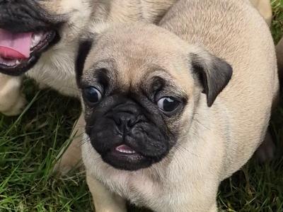 Four 3/4 bred Jug puppies (Jack Russell x Pug) for sale in Cork