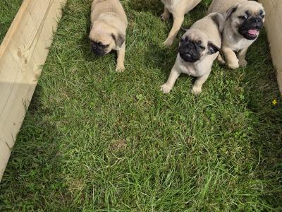 4 3/4 Bred Jug puppies for sale in Cork