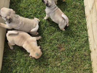4 3/4 Bred Jug puppies for sale in Cork